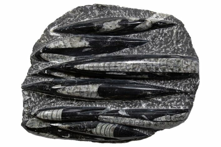 Polished Fossil Orthoceras (Cephalopod) Plate - Morocco #341380